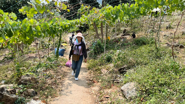 Phát triển vườn cây ăn trái kết hợp dịch vụ du lịch ở An Giang