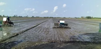 Nhân rộng cánh đồng lúa giảm phát thải