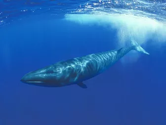 Cá voi Sei xuất hiện trở lại ở vùng biển ngoài khơi Argentina sau 100 năm