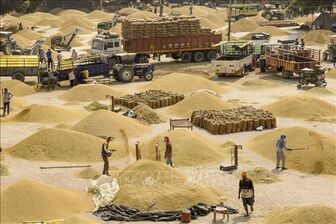 Ấn Độ có thể xem xét dỡ bỏ hạn chế xuất khẩu gạo