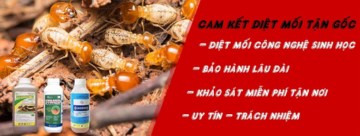 Diệt mối 24H - Dịch vụ diệt mối tận gốc, giá rẻ tại nhà xưởng, kho bãi Bình Dương