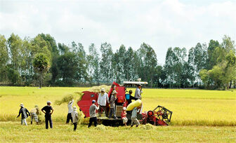“Luồng gió mới” cho ngành hàng lúa gạo An Giang