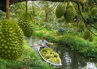 Cà Mau: Cùng nhà vườn thu hoạch sầu riêng