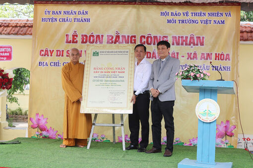 Cây dầu rái chùa Nam An được công nhận Cây di sản Việt Nam