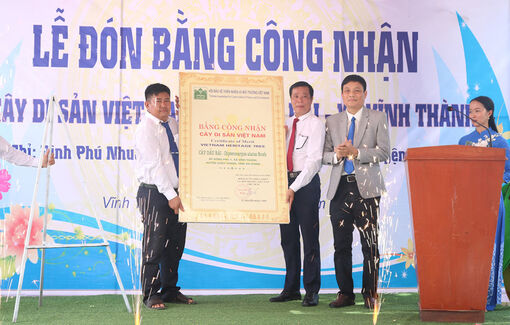 Cây đa sộp và cây dầu rái xã Vĩnh Thành được công nhận Cây di sản Việt Nam