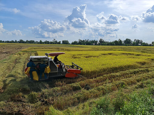 Bảo vệ sản xuất, ổn định đầu ra nông sản