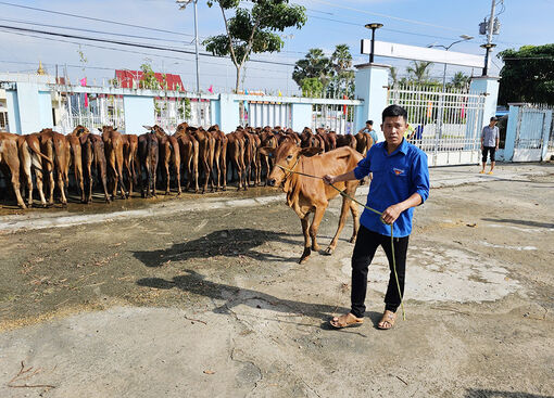 Tập trung bảo vệ đàn vật nuôi