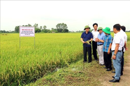 Ứng dụng kỹ thuật canh tác tiên tiến trong sản xuất lúa