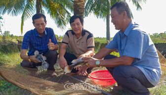 Cà Mau: Làm giàu từ nuôi cá
