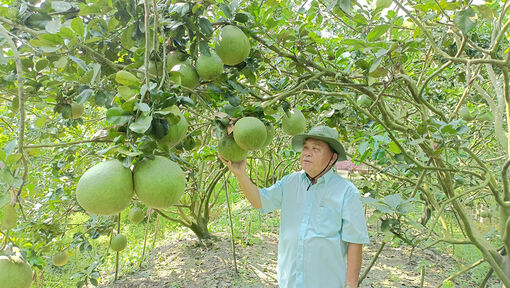 Thoại Sơn phát triển nông nghiệp công nghệ cao