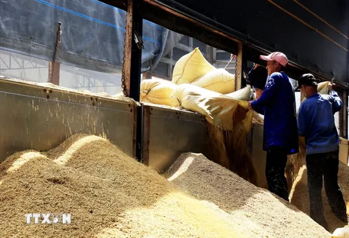 Nguồn cung dồi dào, giá gạo Việt Nam giảm so với mức tuần trước