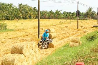 Nâng giá trị lúa gạo từ mô hình kinh tế tuần hoàn
