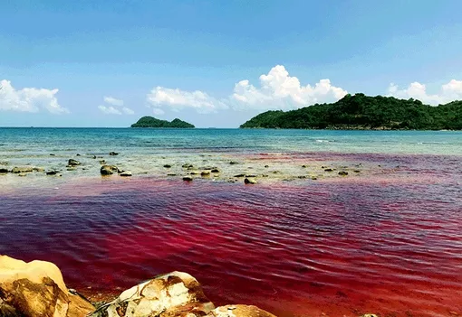 Kiên Giang: Xuất hiện hiện tượng giống thủy triều đỏ tại vùng biển Thổ Châu
