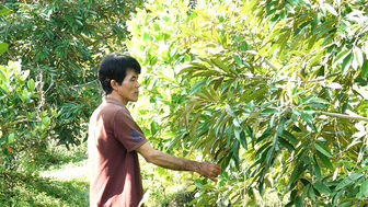 Tân Châu hỗ trợ hội viên, nông dân sản xuất – kinh doanh
