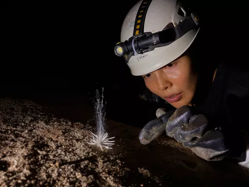 Phát hiện sinh vật lạ trong hang động ở Phong Nha