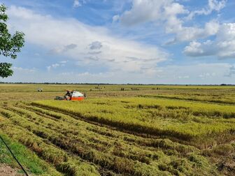 Hợp tác Úc nâng cao chuỗi giá trị lúa gạo vùng ĐBSCL