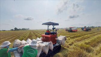 Giá gạo xuất khẩu nhích nhẹ sau khi Philippines giảm thuế nhập khẩu