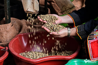 Thế giới tăng sốc, giá cà phê Việt Nam sắp phá đỉnh lịch sử