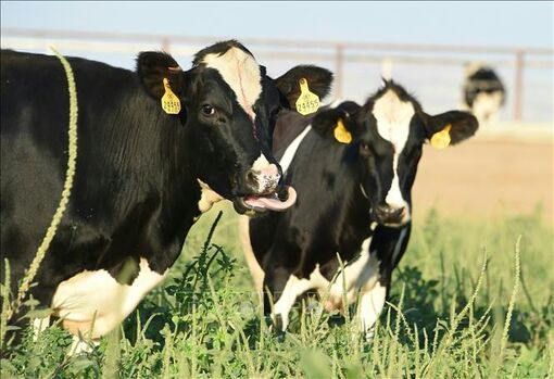 Mỹ: Thêm một bang phát hiện cúm gia cầm trong bò sữa