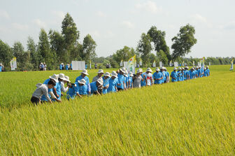 Khuyến nông tham gia Đề án 1 triệu héc-ta lúa