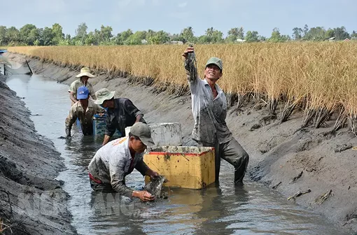 Kiên Giang: Phát triển bền vững mô hình tôm - lúa
