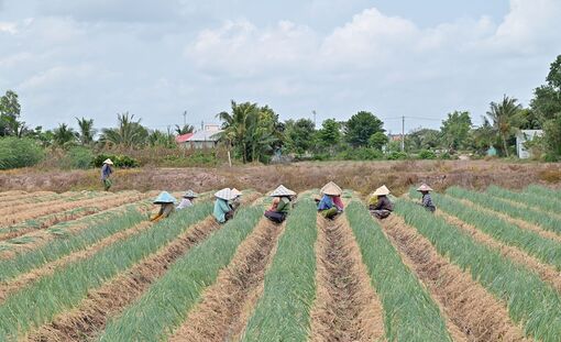 Châu Thành đẩy mạnh tái cơ cấu nông nghiệp