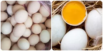 Ăn trứng vịt hay trứng gà tốt hơn?