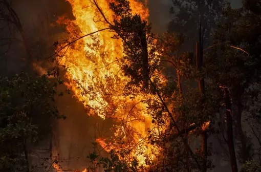 Cháy rừng nhiều ngày ở Mỹ, thiêu rụi hơn 200.000 ha