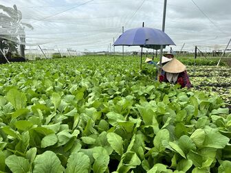 Thúc đẩy phát triển nông nghiệp xanh bền vững tại Việt Nam