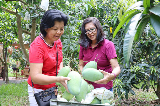 Du lịch nông nghiệp Đất Sen hồng “làm mới” mình để giữ chân du khách