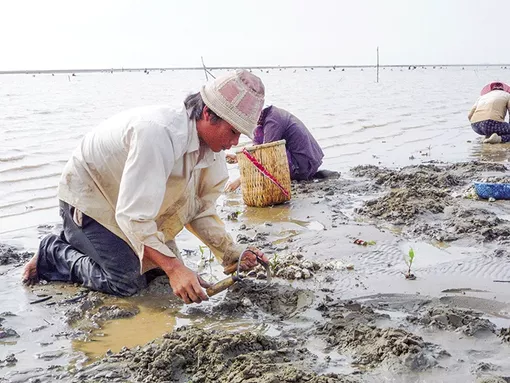 Phát triển kinh tế nhờ nuôi nghêu thương phẩm