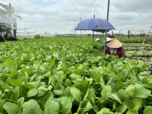 Thúc đẩy phát triển nông nghiệp xanh bền vững tại Việt Nam