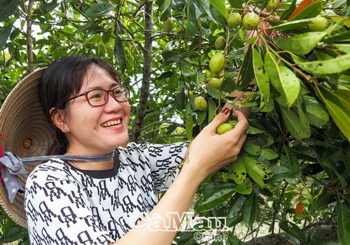 Mùa cà na chín rộ