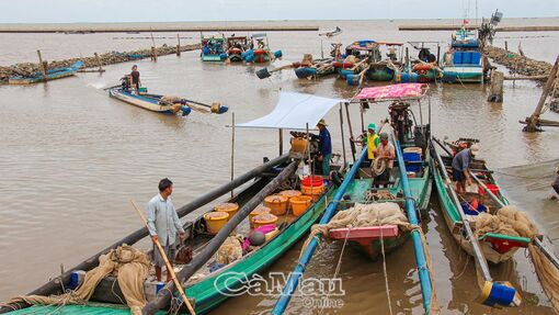 Cà Mau: Niềm vui mùa ruốc