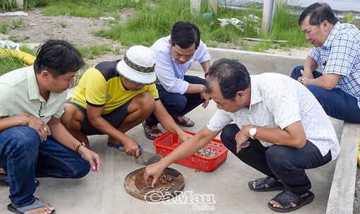 Cà Mau: Thử nghiệm thành công sinh sản và ương sò huyết giống