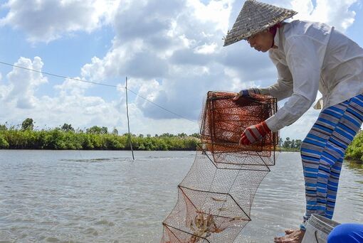 Nghề đan ráp lú