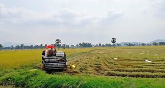 TX. Tịnh Biên thực hiện đề án lúa chất lượng cao