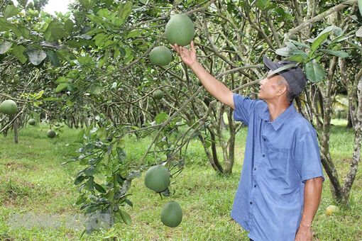 Bến Tre: Mô hình Chi hội Nông dân nghề nghiệp “Trồng bưởi da xanh ấp Thành Long”