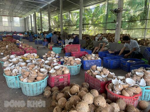 Bến Tre: Hướng dòng vốn tín dụng vào phát triển chuỗi nông sản chủ lực