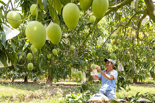 Đồng Tháp: Đẩy mạnh tạo lập, quản lý và phát triển tài sản trí tuệ cho sản phẩm nông sản chủ lực, đặc thù