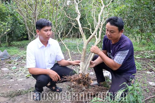 Sóc Trăng: Tìm nguyên nhân gây ra tình trạng cây ổi chết hàng loạt