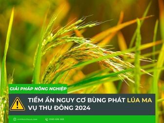 Tiềm ẩn nguy cơ bùng phát lúa ma vụ thu đông 2024