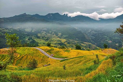 Mùa lúa chín vàng nơi đại ngàn Y Tý