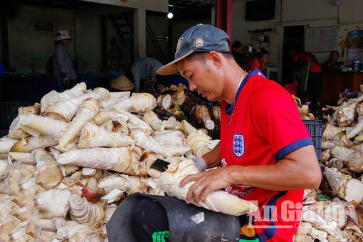 Măng núi Cấm vào mùa