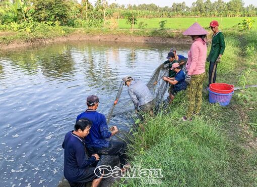 Giữ thương hiệu khô cá bổi U Minh