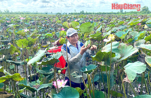 Hậu Giang: Trồng sen lấy gương - Mô hình triển vọng