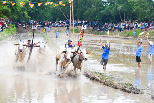 Đặc sắc Hội đua bò chùa Rô