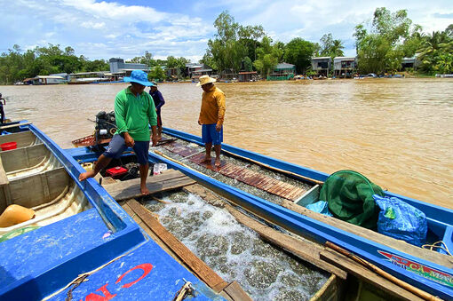 Về nơi cá ăn không hết