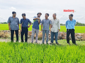 Hậu Giang: Kinh tế tăng trưởng tích cực