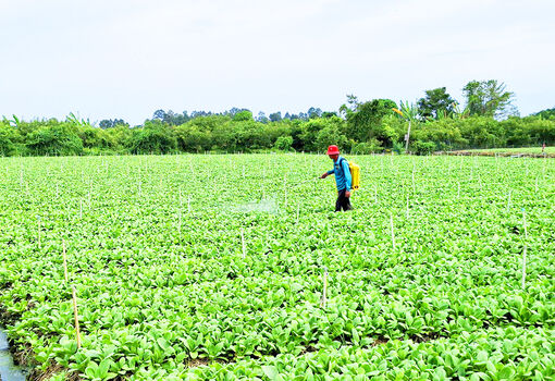 Phát huy tiềm năng vùng chuyên canh rau màu